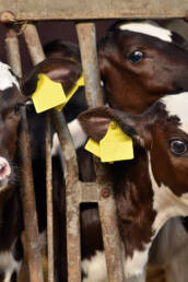 Cachorros de vaca en establo con etiquetas amarillas en las orejas.